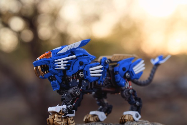 A Blue Blade liger out for an evening stroll.